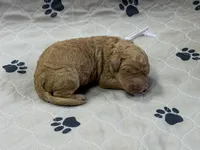 Plum, a female Goldendoodle for sale in Rockford, OH – Photo 1 of 2