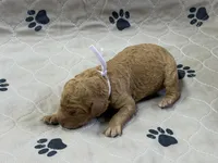 Plum, a female Goldendoodle for sale in Rockford, OH – Photo 2 of 2