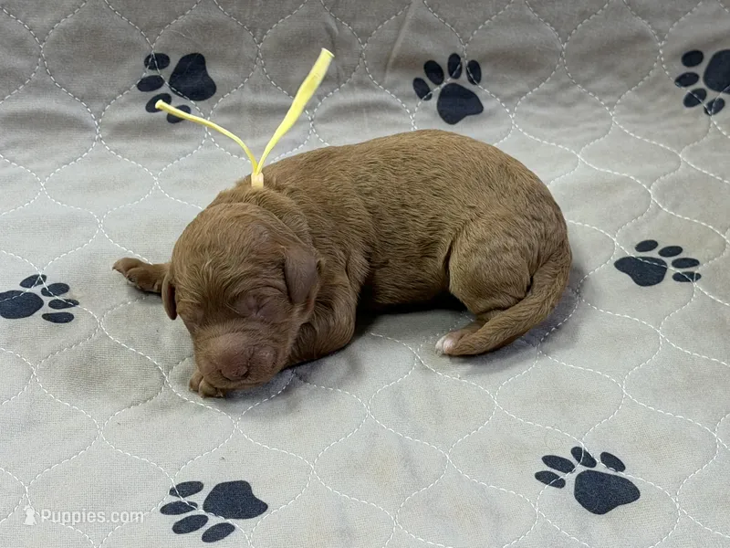 Yellow  – Goldendoodle puppy for sale in Rockford, OH