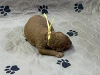 Yellow , a female Goldendoodle for sale in Rockford, OH – Photo 2 of 2