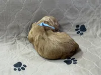 Blue, a male Goldendoodle for sale in Rockford, OH – Photo 2 of 2