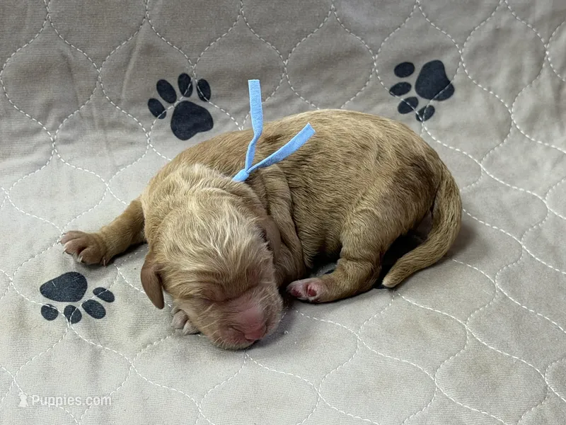 Blue – Goldendoodle puppy for sale in Rockford, OH