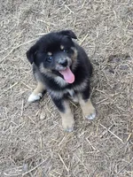 Prince , a male Pomeranian and Pomsky for sale in Panama City, FL – 9 of 9