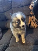 Boy g , a male Pomeranian and Pomsky for sale in Panama City, FL – 10 of 10