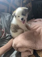 Male a, a male Pomeranian and Pomsky for sale in Panama City, FL – 9 of 10