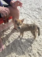 Soda pop , a female Pomeranian and Pomsky for sale in Panama City, FL – 8 of 10