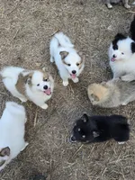 Pup l 💖 , a male Pomeranian and Pomsky for sale in Panama City, FL – 8 of 8