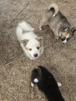 Pup l 💖 , a male Pomeranian and Pomsky for sale in Panama City, FL – 4 of 8