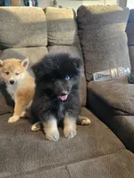 Gobin, a male Pomeranian and Pomsky for sale in Panama City, FL – 9 of 10