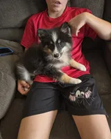 Echo , a male Pomeranian and Pomsky for sale in Panama City, FL – 4 of 9