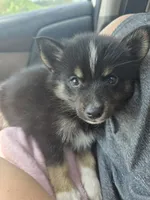 Toco , a male Pomeranian and Pomsky for sale in Panama City, FL – 2 of 4