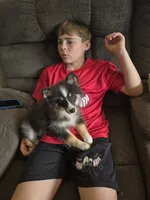 Echo , a male Pomeranian and Pomsky for sale in Panama City, FL – 5 of 9