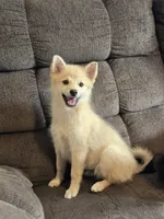 Sunflower 🌻 , a female Pomeranian and Pomsky for sale in Panama City, FL – 7 of 8