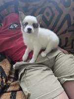 Pup b , a female Pomeranian and Pomsky for sale in Panama City, FL – 4 of 8