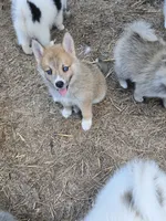 Soda pop , a female Pomeranian and Pomsky for sale in Panama City, FL – 6 of 10