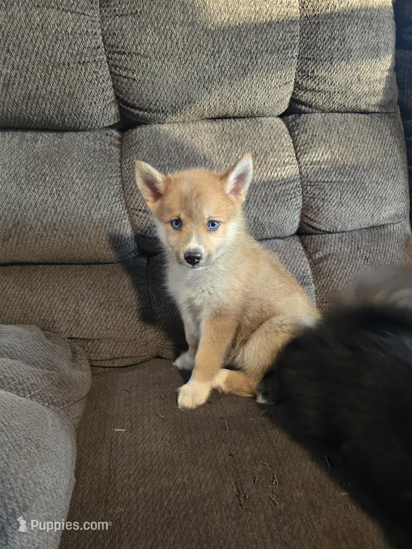 Soda pop , a female Pomeranian and Pomsky for sale in Panama City, FL – 1 of 10