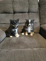 Pop rocks , a female Pomeranian and Pomsky for sale in Panama City, FL – 4 of 5