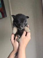 Angel , a female Pomeranian and Pomsky for sale in Panama City, FL – 2 of 9
