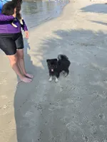 Gobin, a male Pomeranian and Pomsky for sale in Panama City, FL – 7 of 10