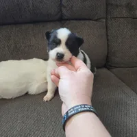 Cow-lee , a female Pomeranian and Pomsky for sale in Panama City, FL – Photo 4 of 10