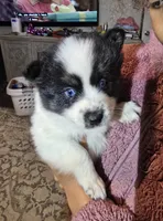 Cow-lee , a female Pomeranian and Pomsky for sale in Panama City, FL – Photo 10 of 10