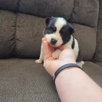 Cow-lee , a female Pomeranian and Pomsky for sale in Panama City, FL – Photo 6 of 10