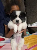 Cow-lee , a female Pomeranian and Pomsky for sale in Panama City, FL – Photo 4 of 10