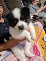 Cow-lee , a female Pomeranian and Pomsky for sale in Panama City, FL – Photo 2 of 10