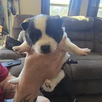Cow-lee , a female Pomeranian and Pomsky for sale in Panama City, FL – Photo 1 of 10