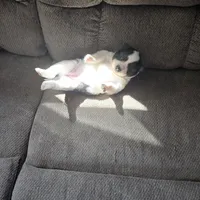 Cow-lee , a female Pomeranian and Pomsky for sale in Panama City, FL – Photo 7 of 10