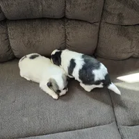 Cow-lee , a female Pomeranian and Pomsky for sale in Panama City, FL – Photo 10 of 10