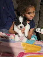 Cow-lee , a female Pomeranian and Pomsky for sale in Panama City, FL – Photo 5 of 10