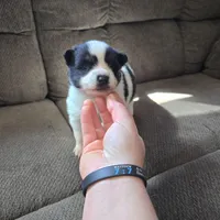 Cow-lee , a female Pomeranian and Pomsky for sale in Panama City, FL – Photo 5 of 10