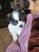Cow-lee , a female Pomeranian and Pomsky for sale in Panama City, FL – Photo 9 of 10