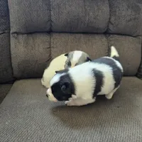 Cow-lee , a female Pomeranian and Pomsky for sale in Panama City, FL – Photo 8 of 10