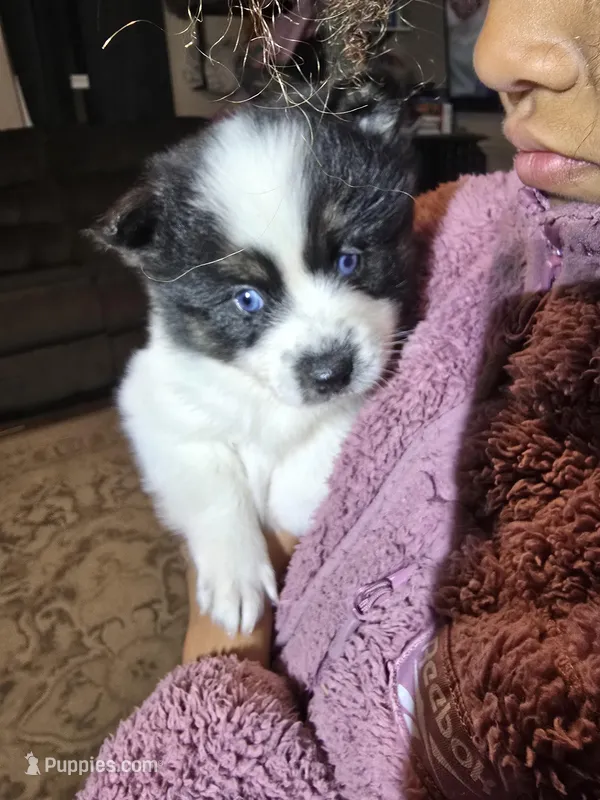 Cow-lee  – Pomeranian, Pomsky puppy for sale in Panama City, FL