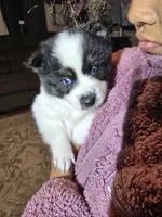 Cow-lee , a female Pomeranian and Pomsky for sale in Panama City, FL – Photo 1 of 10