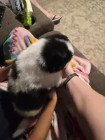 Cow-lee , a female Pomeranian and Pomsky for sale in Panama City, FL – Photo 7 of 10