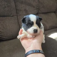 Cow-lee , a female Pomeranian and Pomsky for sale in Panama City, FL – Photo 3 of 10