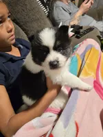 Cow-lee , a female Pomeranian and Pomsky for sale in Panama City, FL – Photo 6 of 10