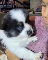 Cow-lee , a female Pomeranian and Pomsky for sale in Panama City, FL – Photo 8 of 10