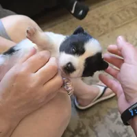 Cow-lee , a female Pomeranian and Pomsky for sale in Panama City, FL – Photo 2 of 10
