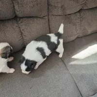 Cow-lee , a female Pomeranian and Pomsky for sale in Panama City, FL – Photo 9 of 10