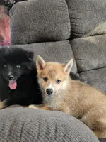 Soda pop , a female Pomeranian and Pomsky for sale in Panama City, FL – 9 of 10