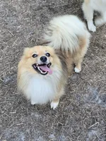 Prince , a male Pomeranian and Pomsky for sale in Panama City, FL – 6 of 9
