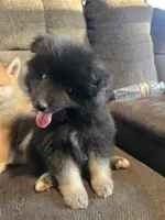 Gobin, a male Pomeranian and Pomsky for sale in Panama City, FL – 8 of 10