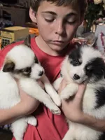 Pup a , a male Pomeranian and Pomsky for sale in Panama City, FL – 3 of 5