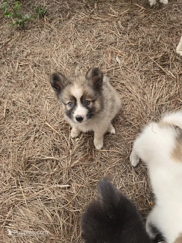 Boy g  – Pomeranian, Pomsky puppy for sale in Panama City, FL