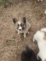 Zero , a male Pomeranian and Pomsky for sale in Panama City, FL – 1 of 10