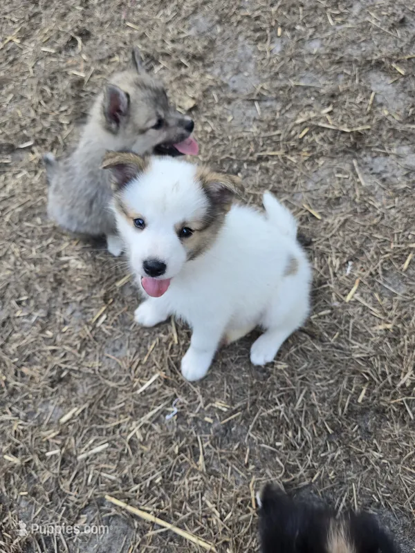 Pup l 💖  – Pomeranian, Pomsky puppy for sale in Panama City, FL